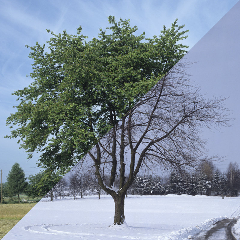 Winter And Summer by Rotofrank - Wrapped Canvas Print, 122cm H x 122cm W x 3.8cm D