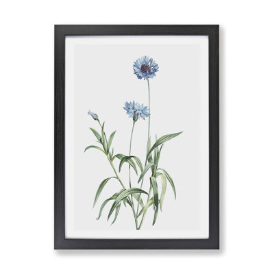 Cornflowers by Pierre-Joseph Redoute - Framed Print