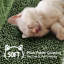 Gauron 158cm H Cat Tree