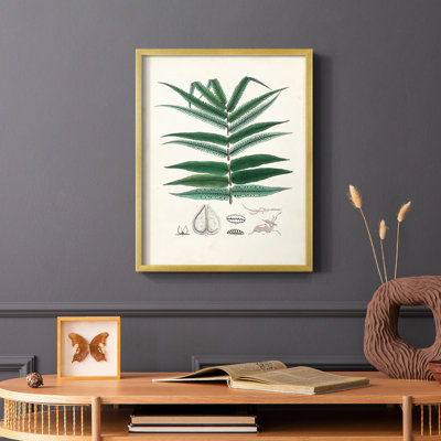 Collected Ferns IX Framed Print - Solid Wood