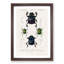 Beetle Illustrations PL.5 by Charles d Orbigny - Framed Print-55466085-55466086