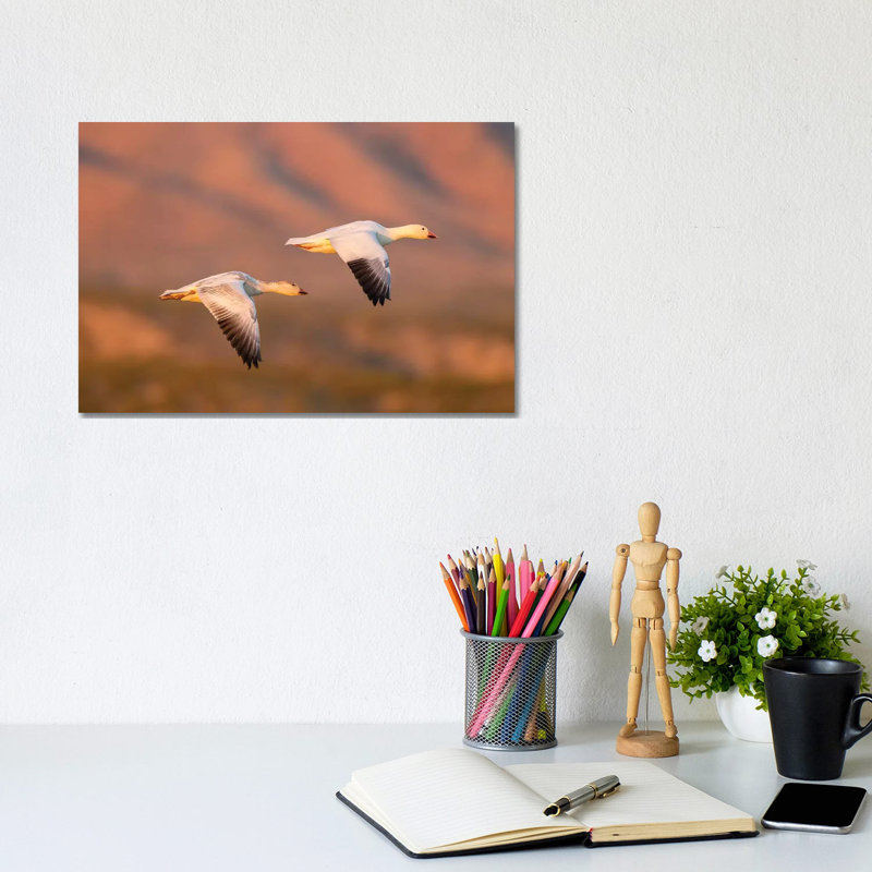 USA, New Mexico, Bosque Del Apache National Wildlife Refuge. Snow Geese Flying. by Jaynes Gallery - Wrapped Canvas Gallery-Wrapped Canvas Giclée