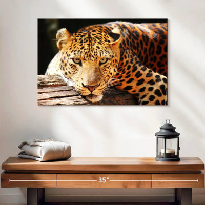 Brampt Leopard Gaze