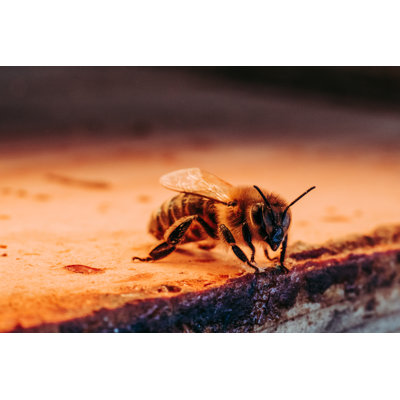 Honey Bee - Wrapped Canvas Print
