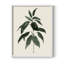 «Soft Greenery II», reproduction encadrée - bois massif-769510338-769510342