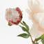 21-Inch Peony Stem-802925542