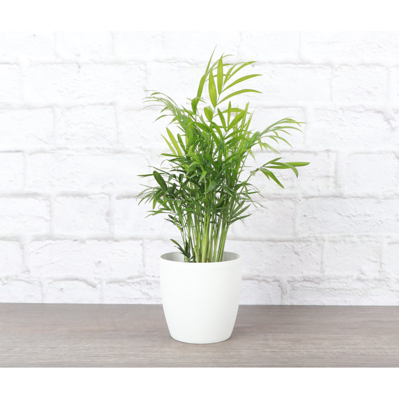 Live Neanthe Bella Palm Plant in Classic Pot, White