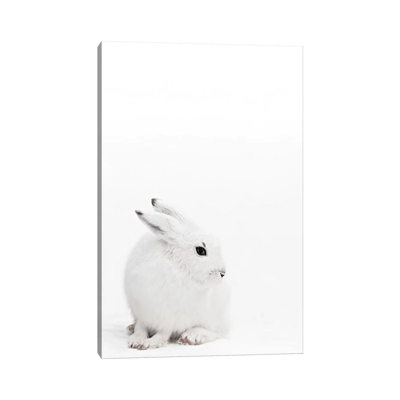 Arctic Hare I by Monika Strigel - Wrapped Canvas Print, 20.32 cm H x 30.48 cm W