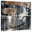 Abarca Disques sur disques-109098803