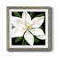 «Midnight Magnolia I», reproduction encadrée de qualité supérieure - prête à être accrochée-62727058-62727063