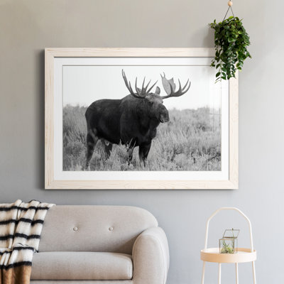 " Grand Teton Bull Moose "