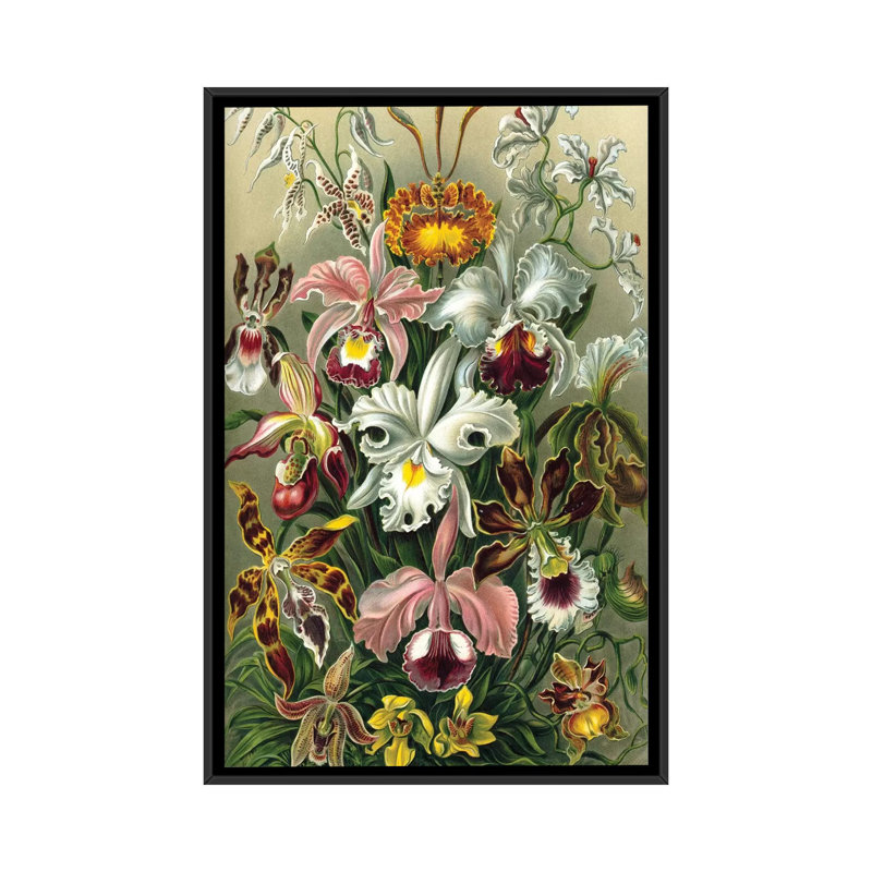 « haeckel orchidées », impression sur toile, H 26 po x l 18 po x P 1,5 po, Toile avec cadre noir, Pas de tapis