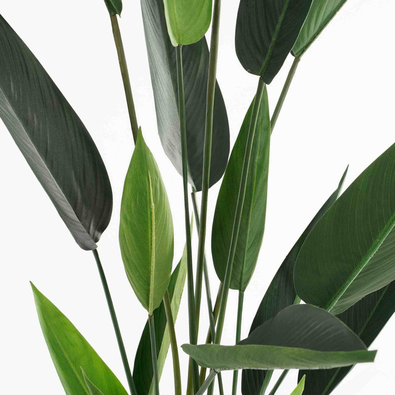Heliconia Tree, 3.77ft H x 2.62ft W x 2.62ft D