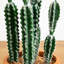 Cactus artificiel en pot terre cuite-1396300894