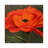 Red Poppy by John Zaccheo - Wrapped Canvas Gallery-Wrapped Canvas Giclée-37550413