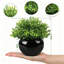 14cm Plant