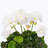 Geranium Arrangement