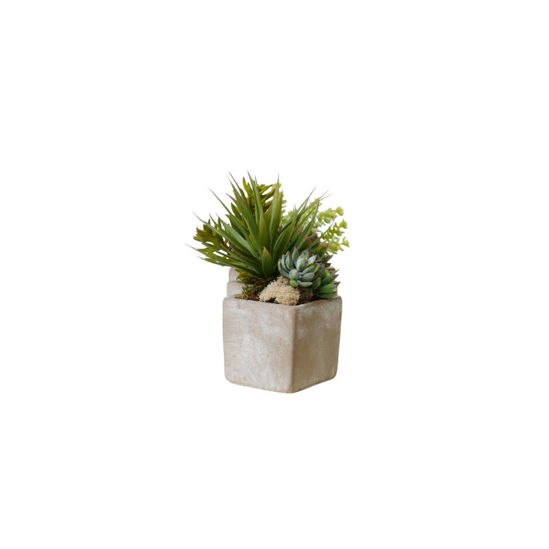 Succulents Arrangement in Concrete Triple Pot