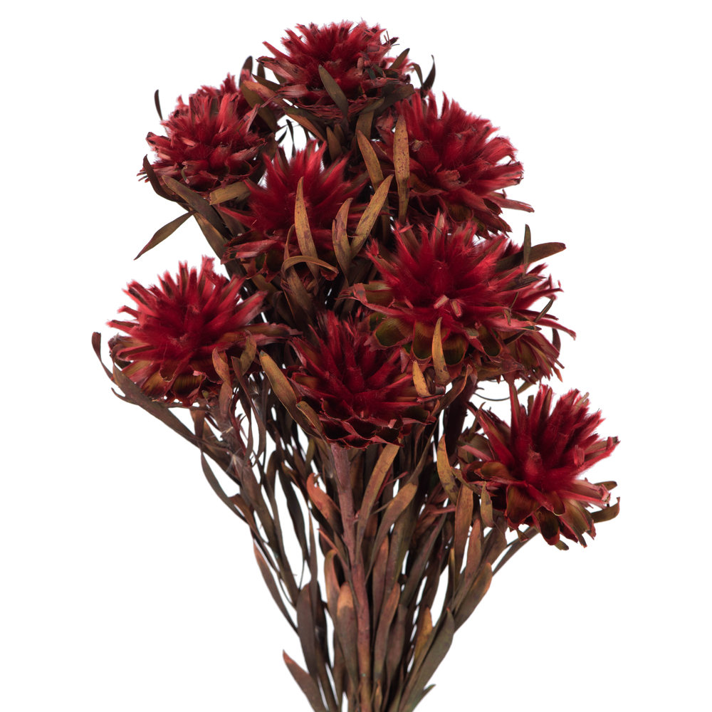 Plumosum Stems, Red