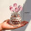 Halpin Arrangement-1895786765