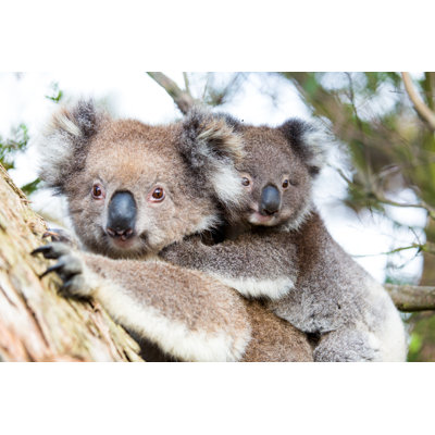 Baby Koala Bear by U3k - Wrapped Canvas Print