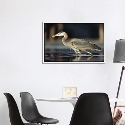 Great Blue Heron With Captured Fish, British Columbia, Canada 1 Piece Wall Art on Canvas