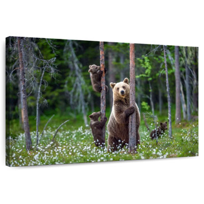 Bears In Forest