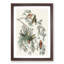 American Crossbill Birds by John Audubon - 1 Piece Single Picture Frame Painting-55545147-55545155