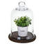 17.8cm Decorative Cloche Dome Jar 
