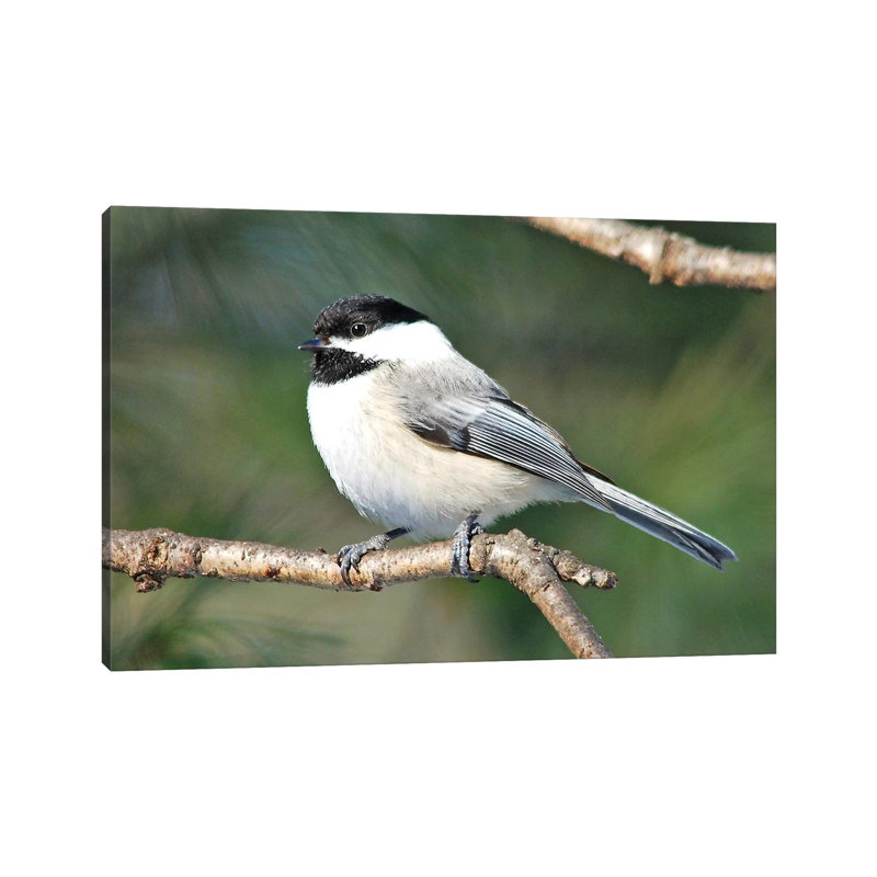 Chickadee par Brian Wolf - photographie sur toile tendue, H 8 po x l 12 po x P 0,75 po