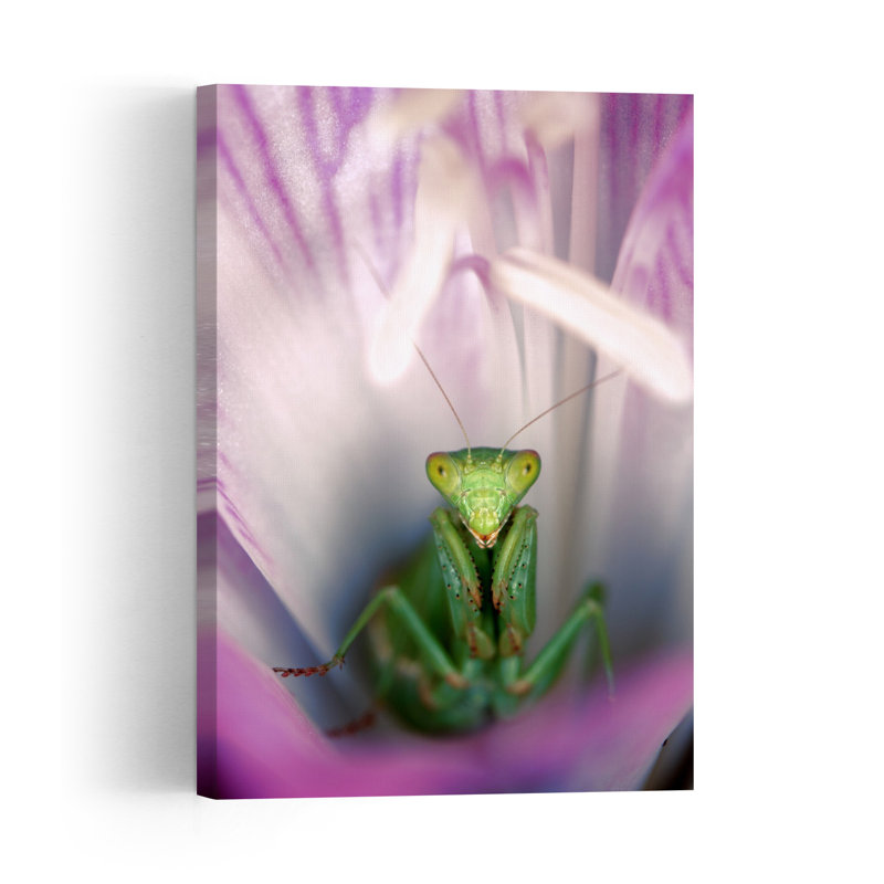 Green Mantis Peek Vibrant Animal Flower Wall Art Print by Jimmy Hoffman - Print, 45.72cm H x 30.48cm W