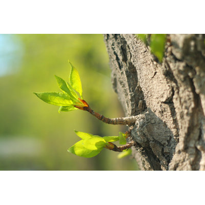 Verdant Sprout by Auris - Wrapped Canvas Print