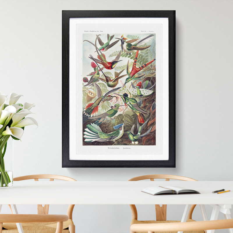Study of Kingfisher Birds by Ernst Haeckel - Picture Frame Painting, Black Framed, 48cm H x 36cm W x 2cm D