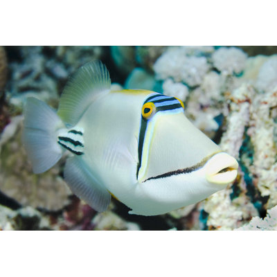 " Picasso Triggerfish " by Djmattaar