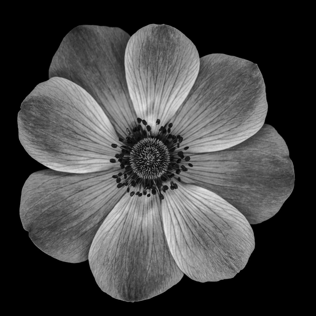 Monochrome Mohnblume von OGphoto - Druck