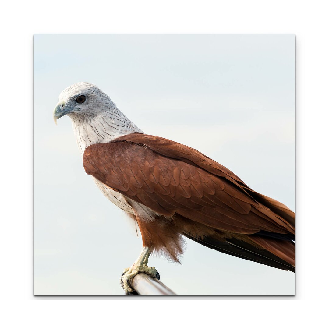 Leinwandbild Brahminenweih Greifvogel auf Ast