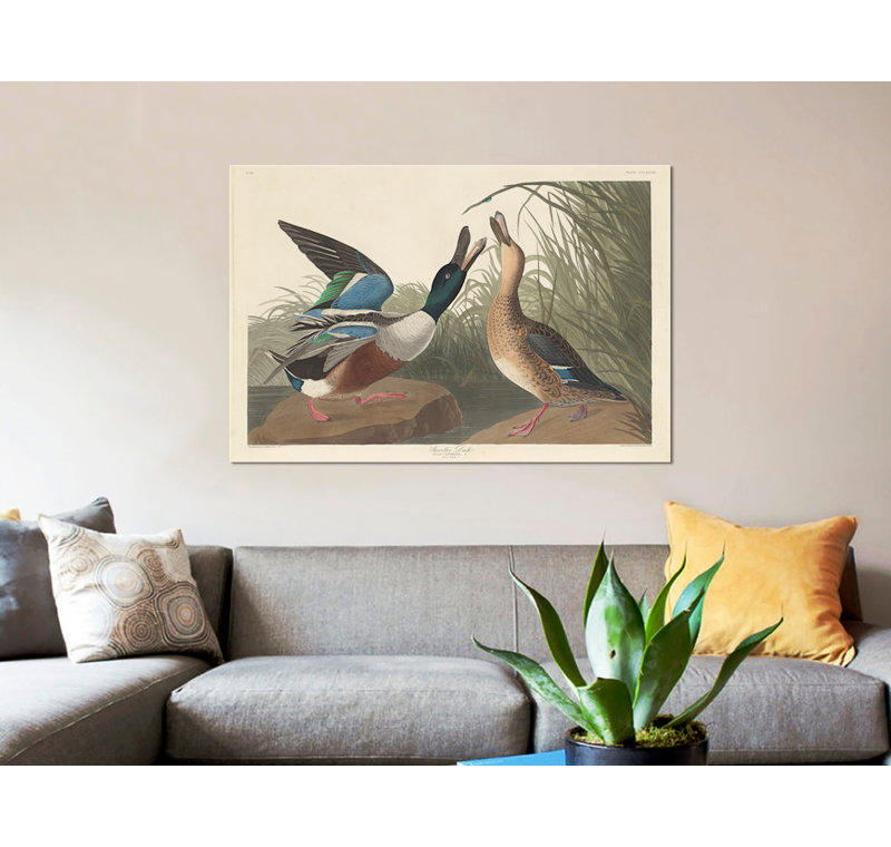 « shoveller duck », impression sur toile, H 8 po x l 12 po x P 0,75 po, Toile tendue, Pas de tapis