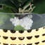 Orchid in Pot