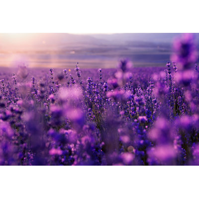 " Wild Grass And Lavender Flowers "
