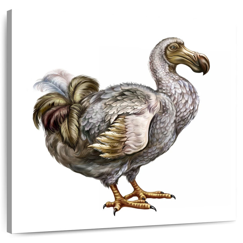 Brampt Dodo, 36" H x 36" W