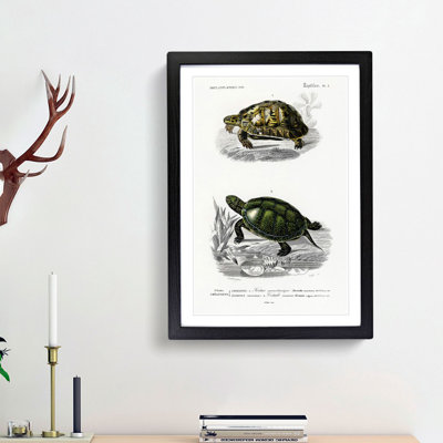 Tortoise & Turtle Illustrations PL. 1 by Charles d' Orbigny - Picture Frame Painting Print