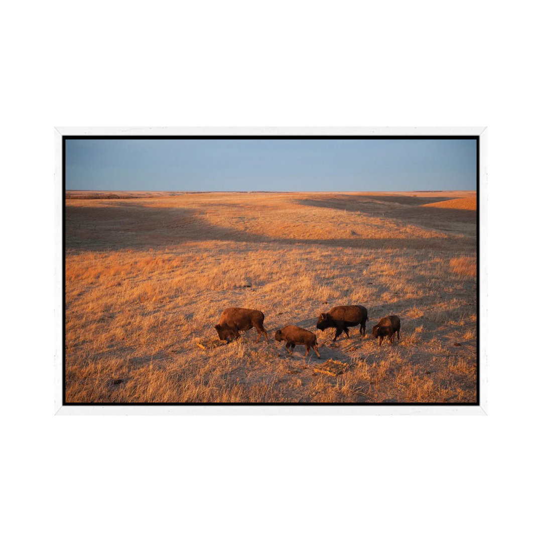 A Herd Of Bison Roam On A Ranch Near Valentine, Nebraska I von Joel Sartore - Gallery-Wrapped Canvas Giclée on Canvas