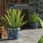 Diannia Handmade Ceramic Pot Planter