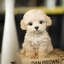 Labradoodle Decorative Puppy Figurine for Home & Garden Décor, Handpainted Polyresin Dog Statue, Realistic Design | Gift for Dog Lovers | Weather-Resistant Indoor/Outdoor Decor