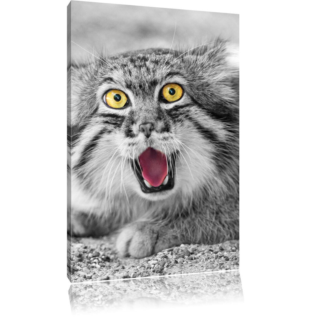 Leinwandbild Scheue Manul