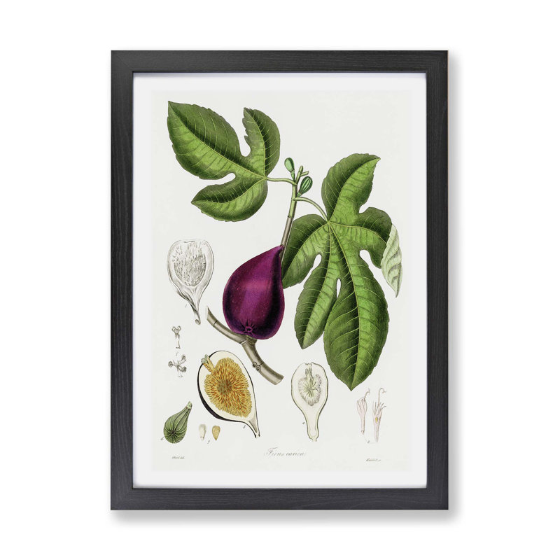 Fig Tree Illustration - Framed Print, Black, 45cm H x 63cm W x 2cm D