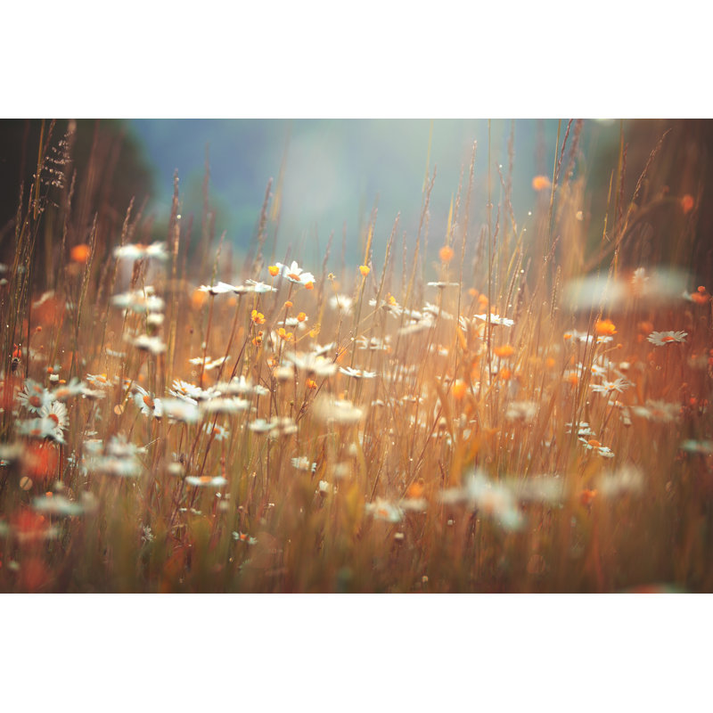 Idyllic Summer Meadow - Wrapped Canvas Print, 30cm H x 46cm W