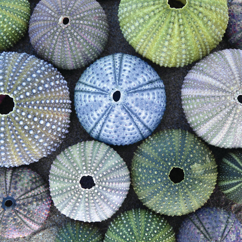 Sea Urchins - Wrapped Canvas Print, 51cm H x 51cm W x 3.8cm D