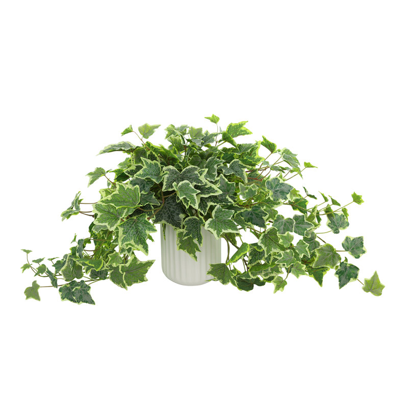 Variegated Ivy in Ribbed Ceramic Vase