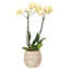 Everard Handmade Cachepot-1313526134